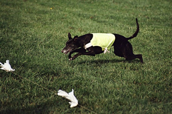 A black Greyhound dog wearing a yellow shirt chasing a white flag which is attached to a string through the grass.