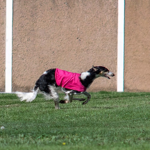 A black and tan with white Saluki dog wearing a hot pink shirt while running in grass on the lure coursing field.