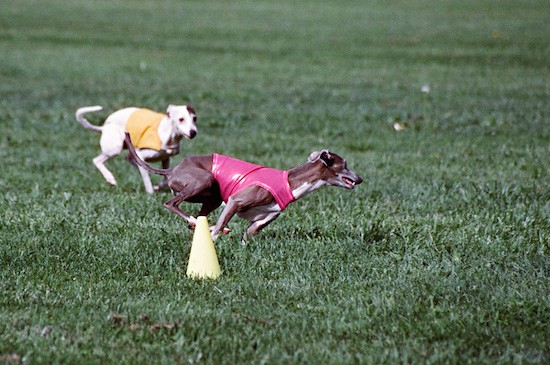 Two Greyhound dogs runningn in grass next to a yellow cone. The gray dog is wearing a pink shirt and the white dog is wearing a yellow shirt.