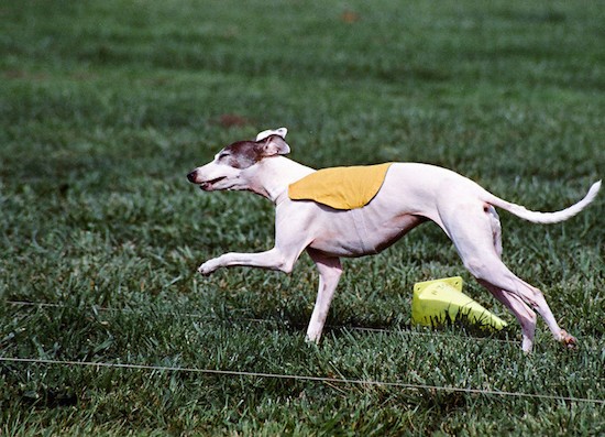 A white Greyhound dog wearing a yellow shirt running in a field next to two lure coursing ropes and a yellow cone that fell over.