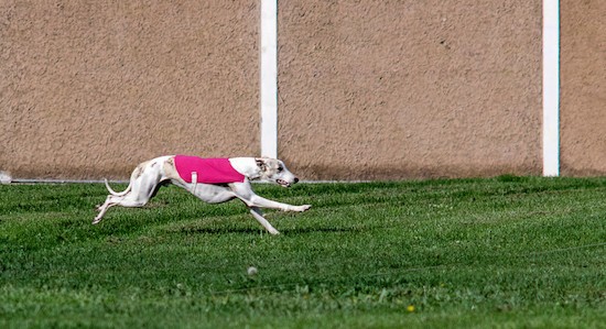 A white Greyhound dog wearing a hot pink shirt in mid motion running in a grassy field next to a tan stone wall.