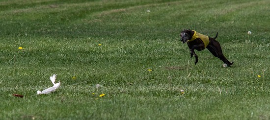 A black Greyhound dog wearing a yellow vest chasing a white flag that is attached to a string out in a grassy field.
