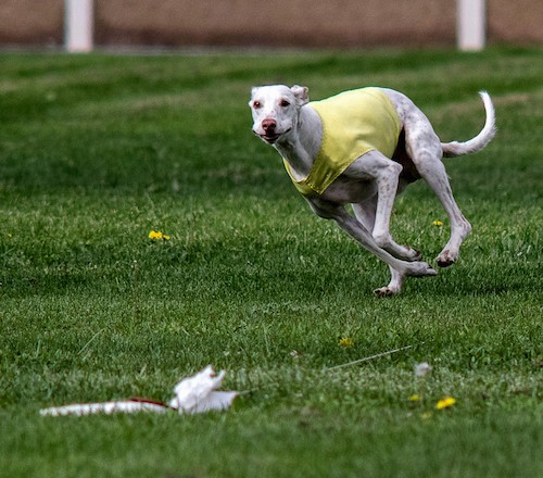 A white greyhound dog running towards a white cloth flag that is attached to a string while wearing a yellow shirt.