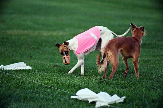 Two dogs out in a grassy field  standing next to a white flag lure. The white Greyhound dog has a pink shirt and a muzzle on and the brown Saluki dog is standing next to him.