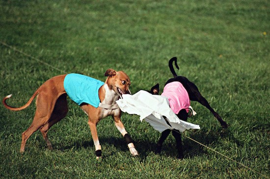 A brown Greyhound dog wearing a teal blue shirt biting a white flag that is attached to a string while a black Greyhound dog wearing a pink shirt bites the other end out in a grass field.