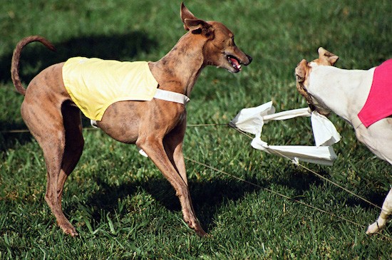 Two greyhound dogs a brown dog wearing a yellow vest and a white dog wearing a pink vest going after a white flag that is attached to a string. The white dog is biting it.