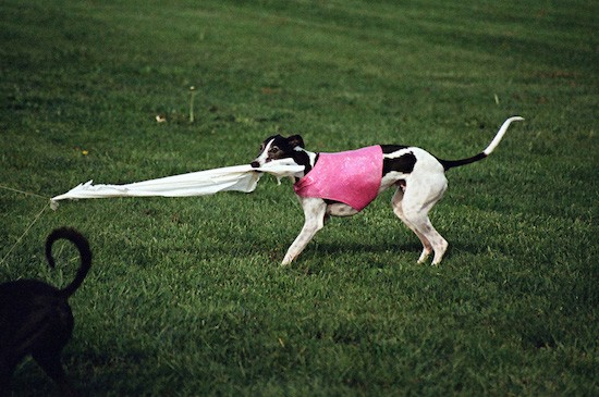 A white with black greyhound dog pulling on a long white cloth that is attached to a string out in a grassy field.