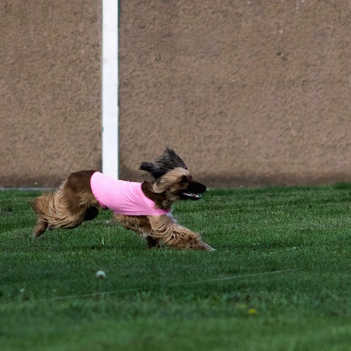 A brown and black Afghan Hound dog wearing a pink shirt has she runs in grass with her black ears flying backwards.