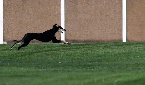 A black and tan Saluki dog in mid air as he runs in grass next to a tan stone wall.