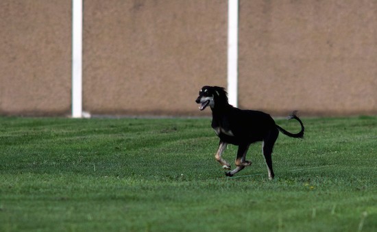 A black and tan Saluki dog running in grass with her mouth open with a tan wall behind her.