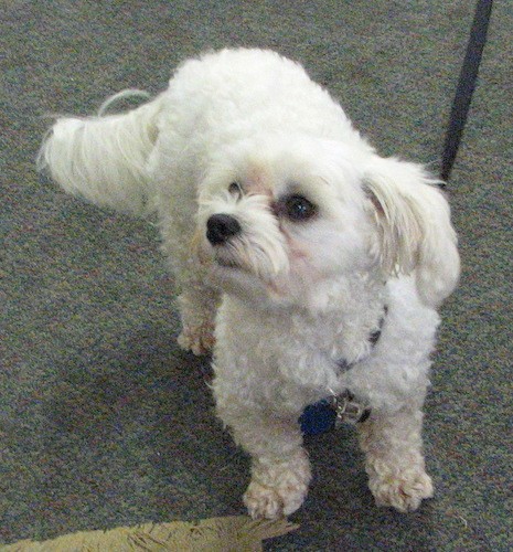 A small wavy coated white dog with a long thick tail and ears that hang down to the sides with black eyes and a dark nose standing on a gray carpet looking up and to the left.