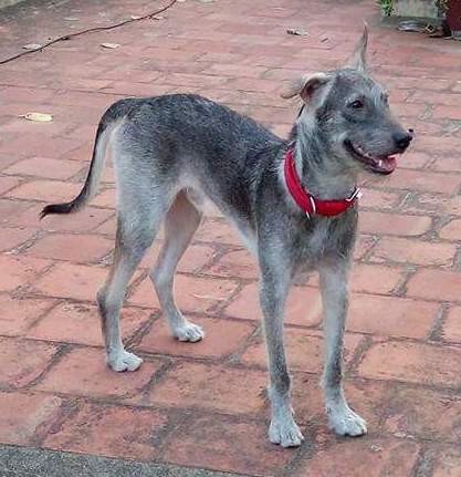 Front side view of a short haired, gray with black wiry looking dog with long legs, a black nose one ear that stands up and the other ear folds over with a long tail and a red collar standing on a red brick patio.
