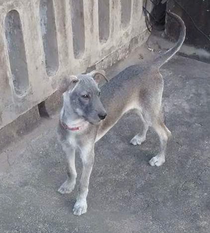 View from the top looking down at a shorthaired gray puppy with a long tail, a black nose and dark almond shaped eyes standing outside on a concrete patio next to a concrete wall. Its body is darker on the top and lighter on its underside
