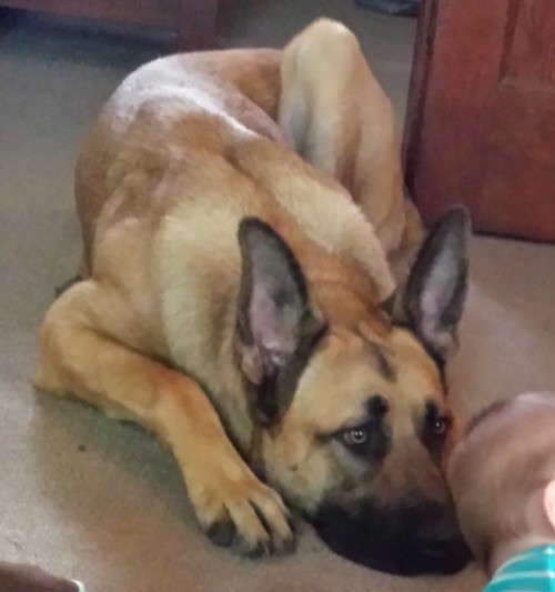 A large breed tan with black dog with large perk ears, a long muzzle, pointy nose, light brown eyes and large paws laying down ona tan carpet looking at a baby.