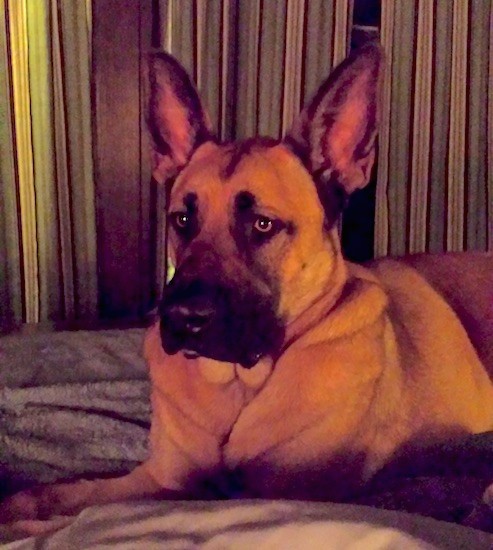 Front side view of an extra skinned, wide, tan dog with a wide square black muzzle and a big black nose with large perk ears and light brown eyes laying down on a person's bed.