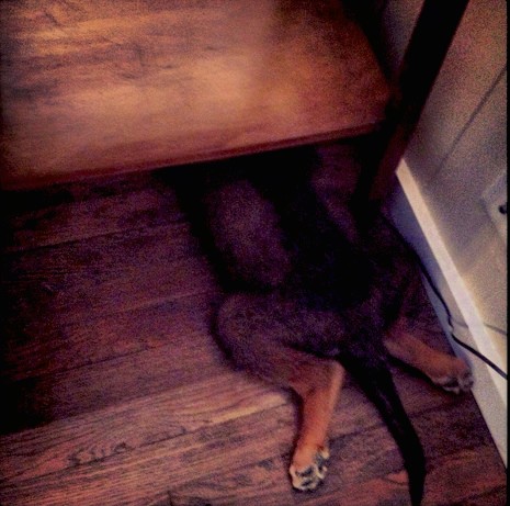 The back end of a brown dog with a black tail and a darker back laying down with its front end under a wooden table on a dark brown hardwood floor.