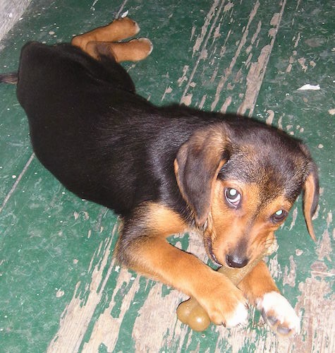 A black and tan puppy with a black body, head and ears, and a tan muzzle, paws and belly laying down on a green painted wooden floor that is chipping away chewing on a brown bone.