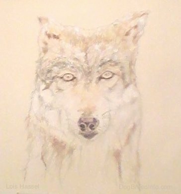 A painting and drawing of the front view head shot of a gray and tan wolf with almond shaped eyes, small perk ears and a dark nose looking forward.