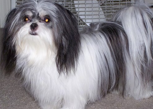 A small longhaired white and gray dog with a tail that curls up over its back that has long flowing hair on it standing on a tan carpet in front of a dog crate. The ears  hang down to the sides with long hair on them, the nose and lips are black and the eyes are wide and round.