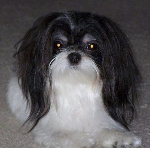 Front view of a longhaired gray and white dog with a black nose, wide round eyes and ears that hang down to the sides with very long hair on them laying down on a tan carpet.
