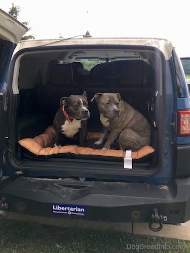 Two large breed gray pit bull dogs in the back of a blue toyota fj cruiser with the back door wide open. The dogs are looking to the right.