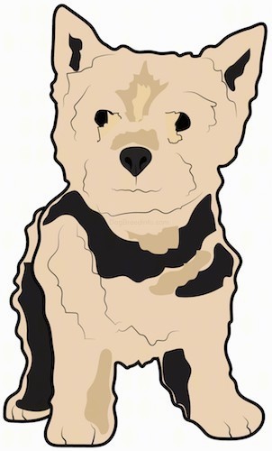 A drawing of the front view of a standing small, thick coated, tan and black dog with small perk ears, a black nose and dark eyes.
