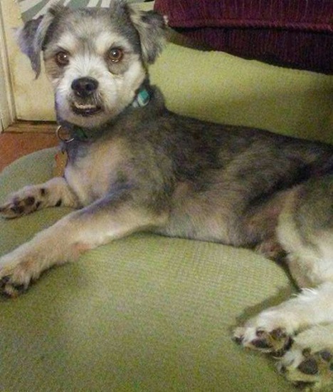 A little gray and white dog with its coat shaved short and ears that fold over to the sides with wide brown eyes and a black nose laying down on a green chair with its bottom teeth showing from an underbite.