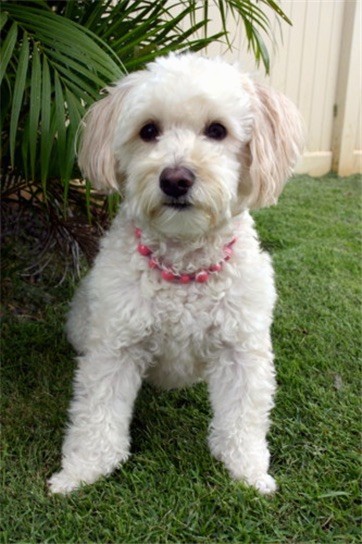 A medium sized small thick, curly coated tan dog with ears that hang down to the sides with long straight hair on them, a brown-black nose, dark round eyes wearing a pink collar sitting down in grass in front of a green plant and a tan privacy fence.