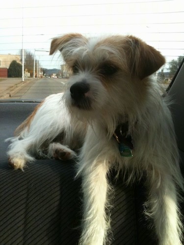 A scruffy long coated dog with a square muzzle, a black nose, small ears that fold over at the tips, dark eyes and dark lips wearing a collar with dog tags hanging from it laying at the top of a back seat of a car.