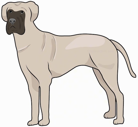 Side view drawing of a tall, muscular dog with extra skin, a square muzzle, ears that hang down to the sides a dark nose, dark eyes and a long tail standing.