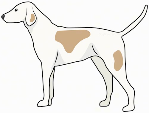 Side view drawing of a tall white with tan hound dog with ears that hang down to the sides, a long muzzle and a long tail standing.