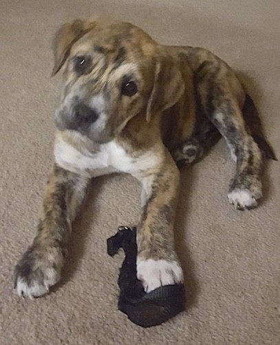 A little thick bodied brindle puppy with ears that hang down to the sides, a black nose, round dark eyes, white on her chest and large front paws laying down on a tan carpet