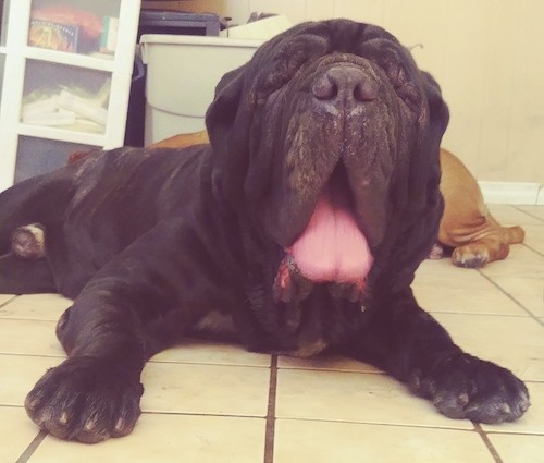 Front view of a massive, large breed dog with a ton of wrinkles all over his face and a large pink tongue hanging out laying down on a tiled floor