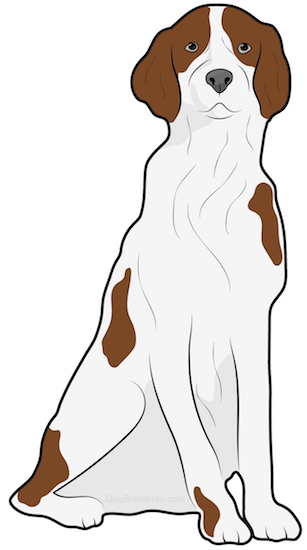 Front view drawing of a brown and white dog with a wavy coat and drop ears that hang down to the sides sitting down.