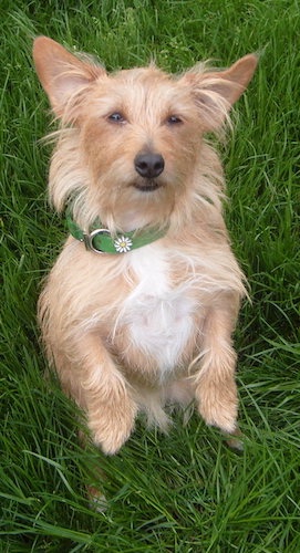 A scruffy looking tan dog with a white chest, large perk ears, dark almond-shaped eyes and a black nose standing on her hind legs in tall grass.