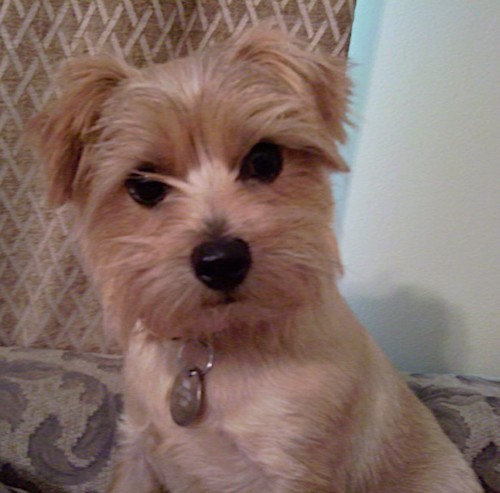 A tan small dog with thick hair on his muzzle, eye brows and ears with wide round dark eyes and a black nose sitting down on a tan couch.