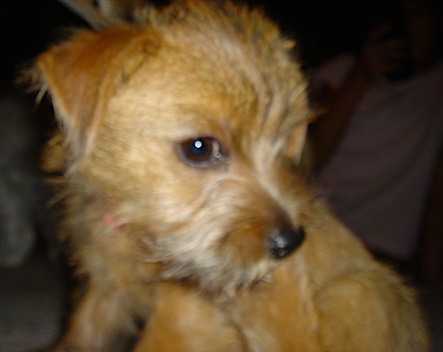 A little tan scruffy looking puppy with ears that hang down to the sides, brown eyes and a black nose looking sideways.