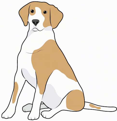 Front side view drawing of a tan and white bicolor hound dog with a long tail, black nose and long ears that hang down to the sides sitting down