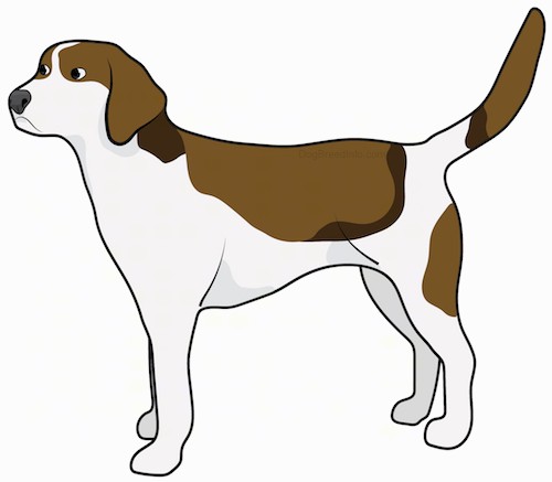Side view drawing of a brown, tan and white hound dog with a long tail and ears, a blocky muzzle with a large black nose standing