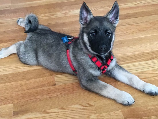 A little gray with black thick coated puppy with perk pointy ears, a ring tail that curls up over his back, round dark eyes and a black nose spread out on a hardwood floor wearing a red harness.