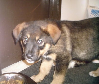 A small but thick, black with tan puppy with brown eyes and a black nose standing in front of a silver bowl of dog food.