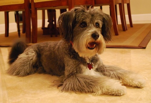 Front side view of a gray dog with long hair on her muzzle and legs, round wide brown eyes, a black nose and ears that hang down to the sides with long hair on them laying down on a tan tiled floor looking happy.