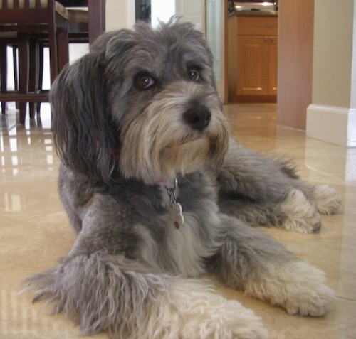 A gray, thick coated dog with longer hair on her ears, legs, muzzle, face and snout laying down on a tan tiled floor with a kitchen table behind her.