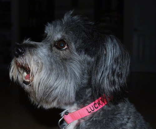Side view of a gray dog with long hair on her face and ear wearing a hot pink collar that says Lucky.