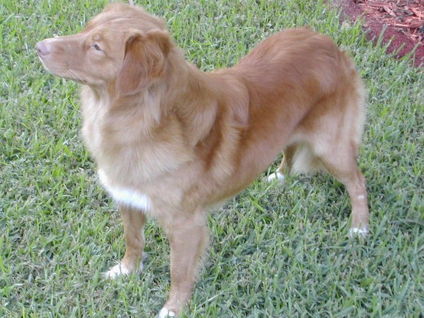 A medium wavy coated orange with white dog standing in grass. The dog has white on the tips of his paws and chest, a brown nose and soft looking ears that hang down to the sides.