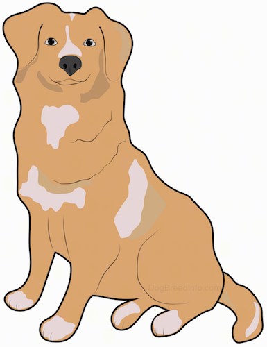 A drawing of an orange fluffy dog with a black nose and black eyes sitting down.