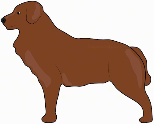 A drawinf of a dark brown dog standing sideways. Its ears hang down to the sides, the tail is long and hangs low and the nose and eyes are black.