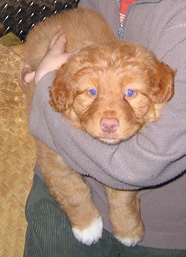 A thick coated orange puppy with blue eyes and white at the tips of her paws in the arms of a child wearing a gray sweatshirt.