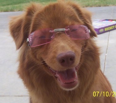 Close up head shot of a rust orange colored dog with a brown nose sitting on concrete wearing pink sunglasses.
