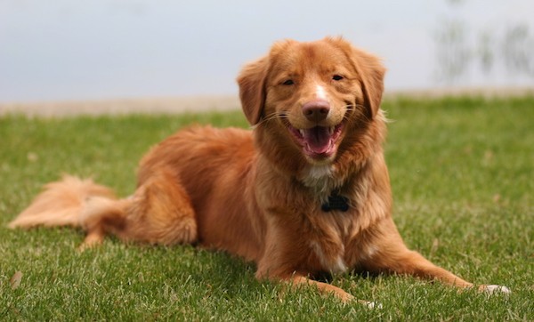 Front side view of a smiling, orange, thick-coated dog laying down in green grass. The dog has a brown nose and soft looking ears that hang down to the sides with long thick hair on its long tail. He has a small white patch on its muzzle, chest and tips of its paws.